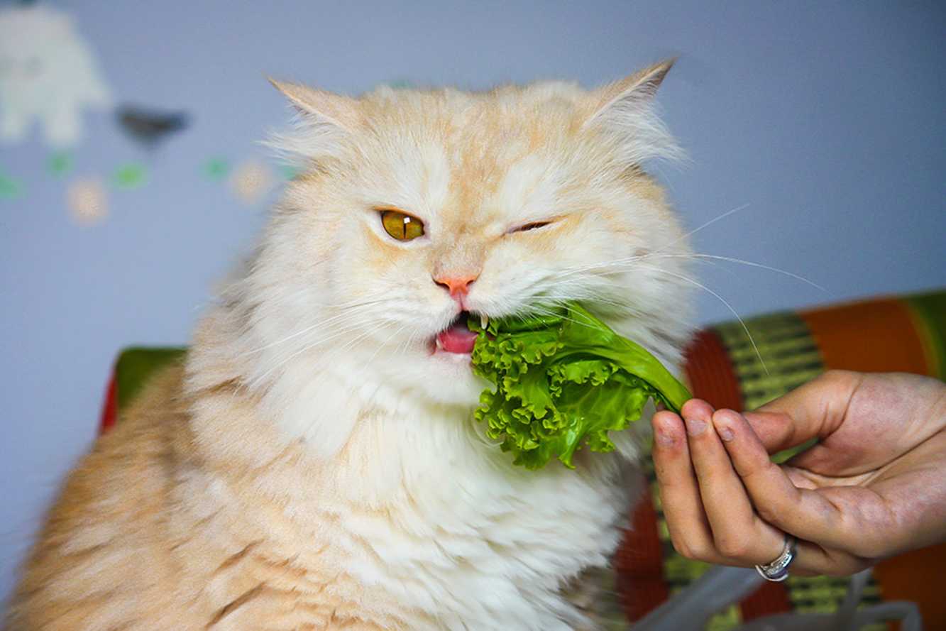 Ем капусту вечером. Здоровый кот. Кот и овощи. Кот ест овощи. Салатный кот.
